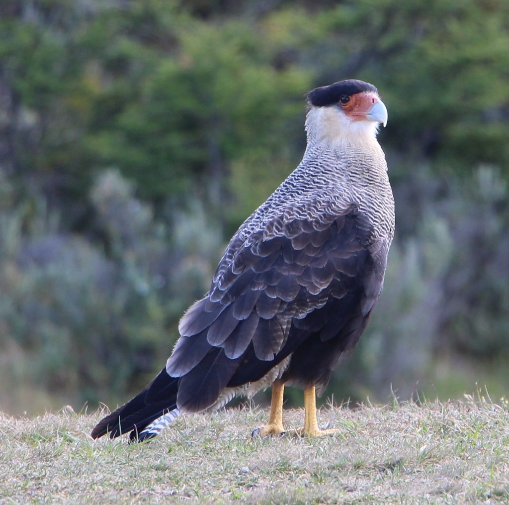 Caracara