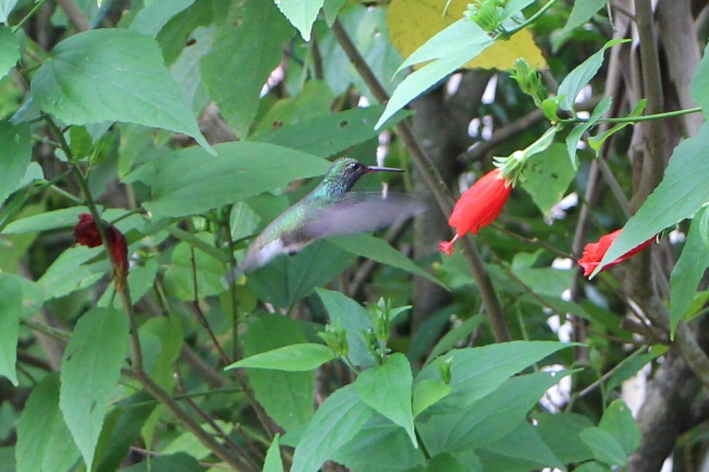 Kolibri auf Besuch bei Tonys Campingplatz