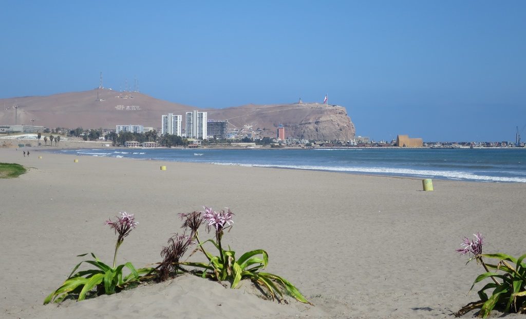 Arica