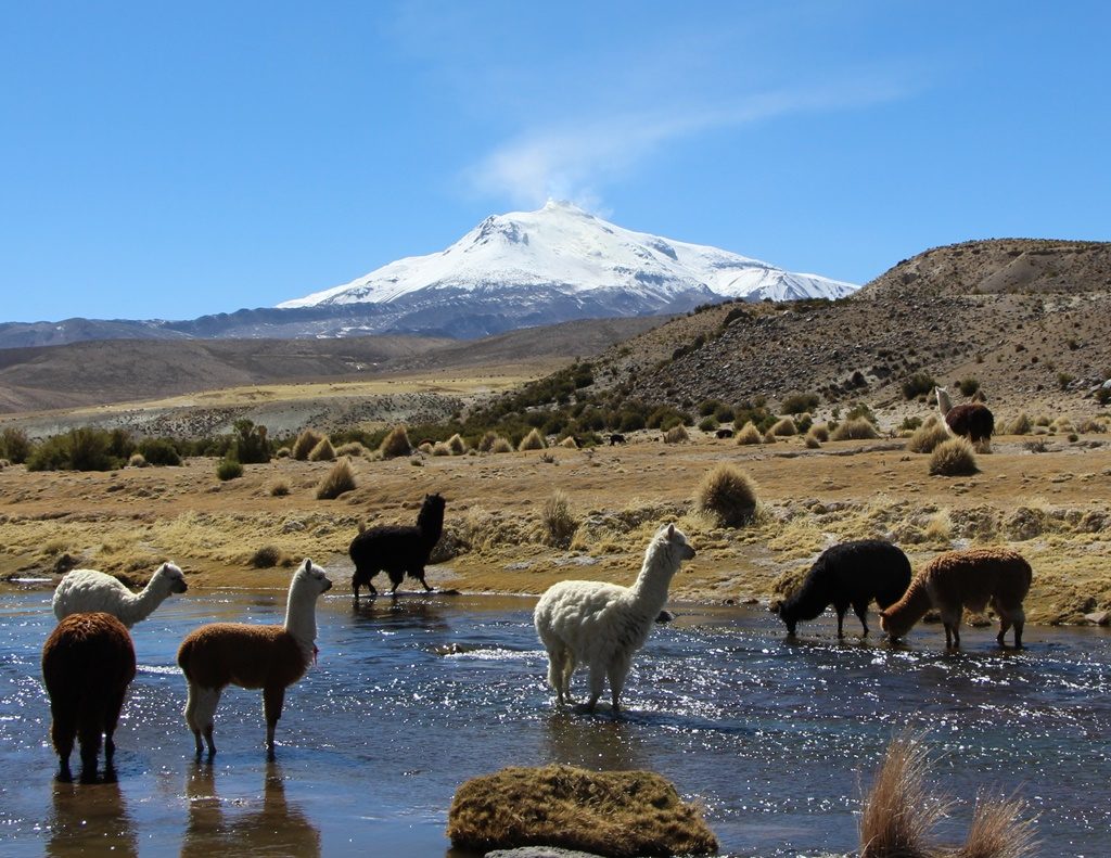 Reservat de Vicuñas