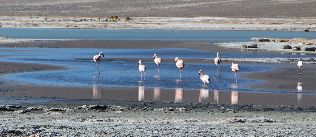 Salar de Surire - Reservat de Vicuñas