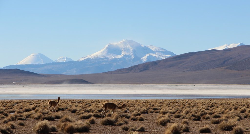 Salar de Surire - Reservat de Vicuñas