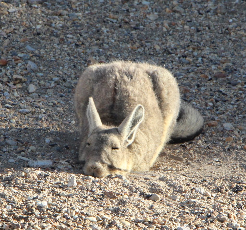 Bergviscachas (Hasenmäuse)