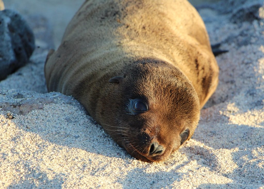 Seelöwe