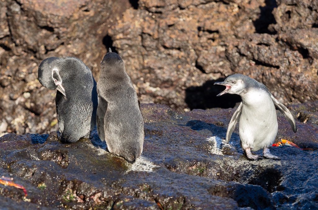 Galapagos Pinguine