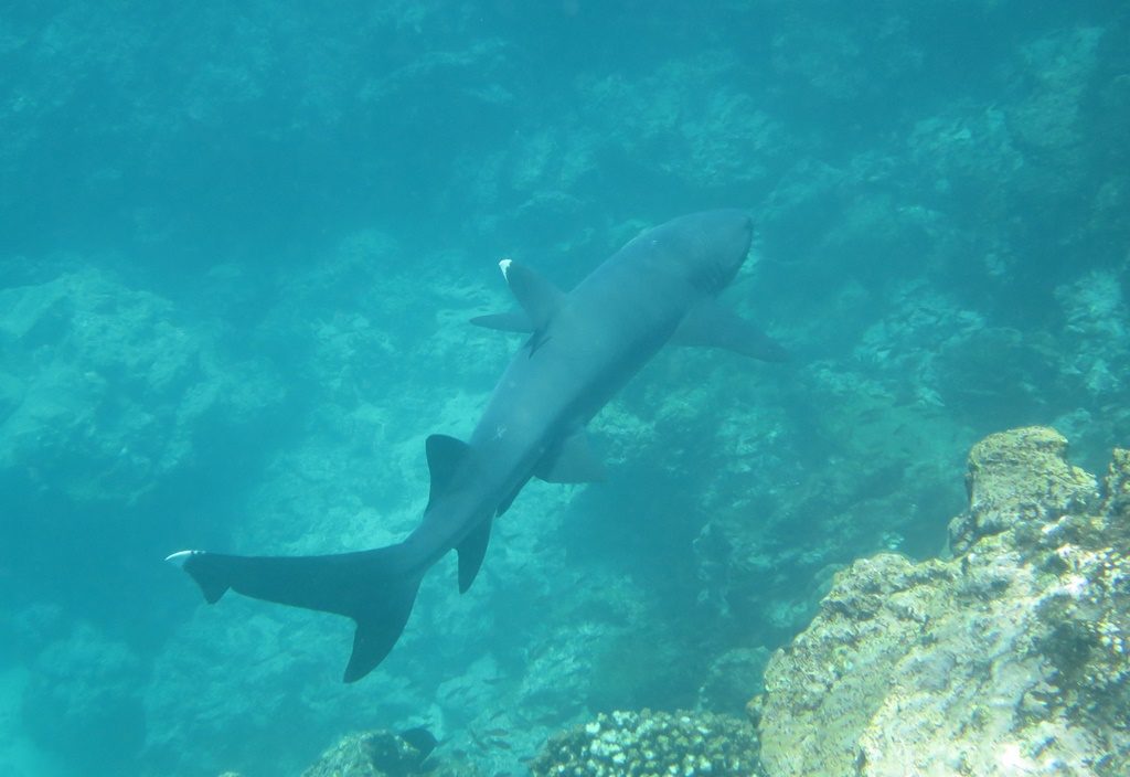 Whitetip reef shark