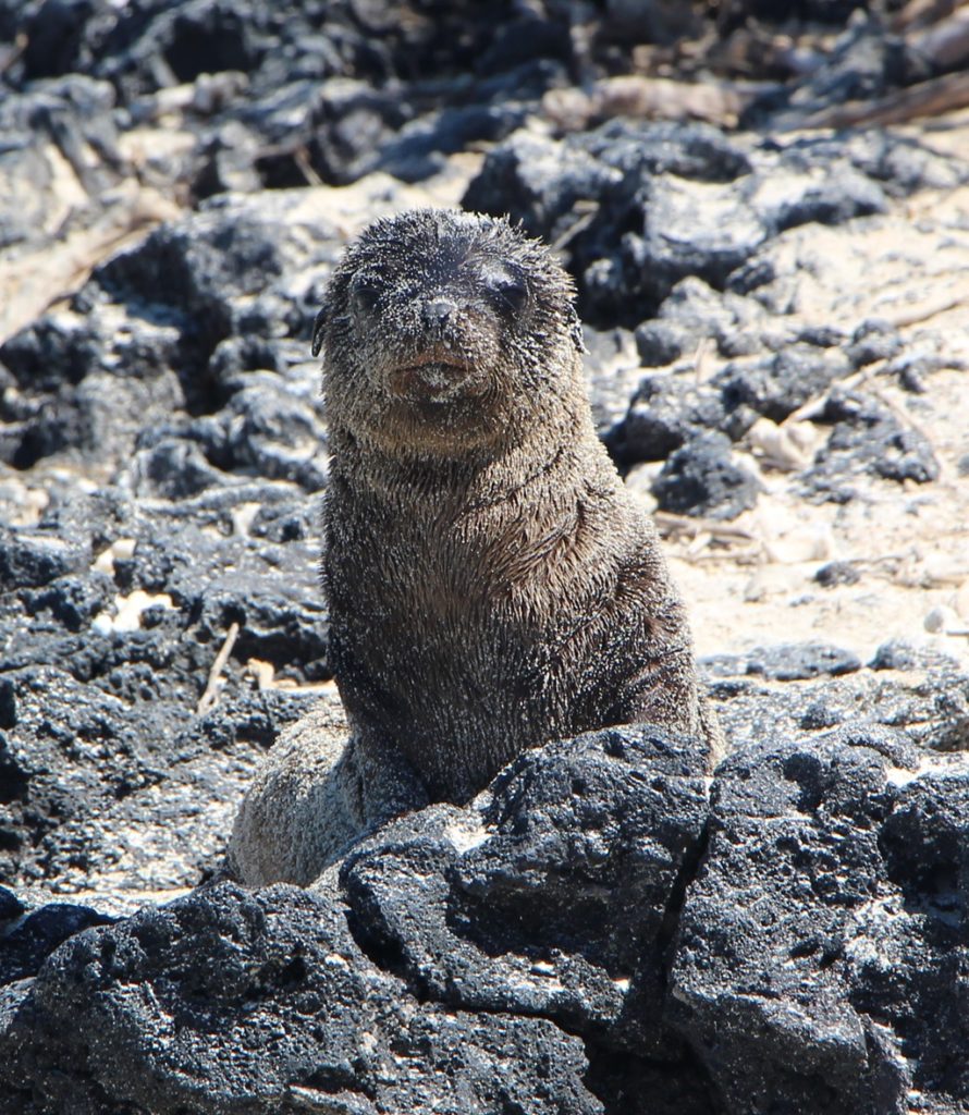 Seelöwe