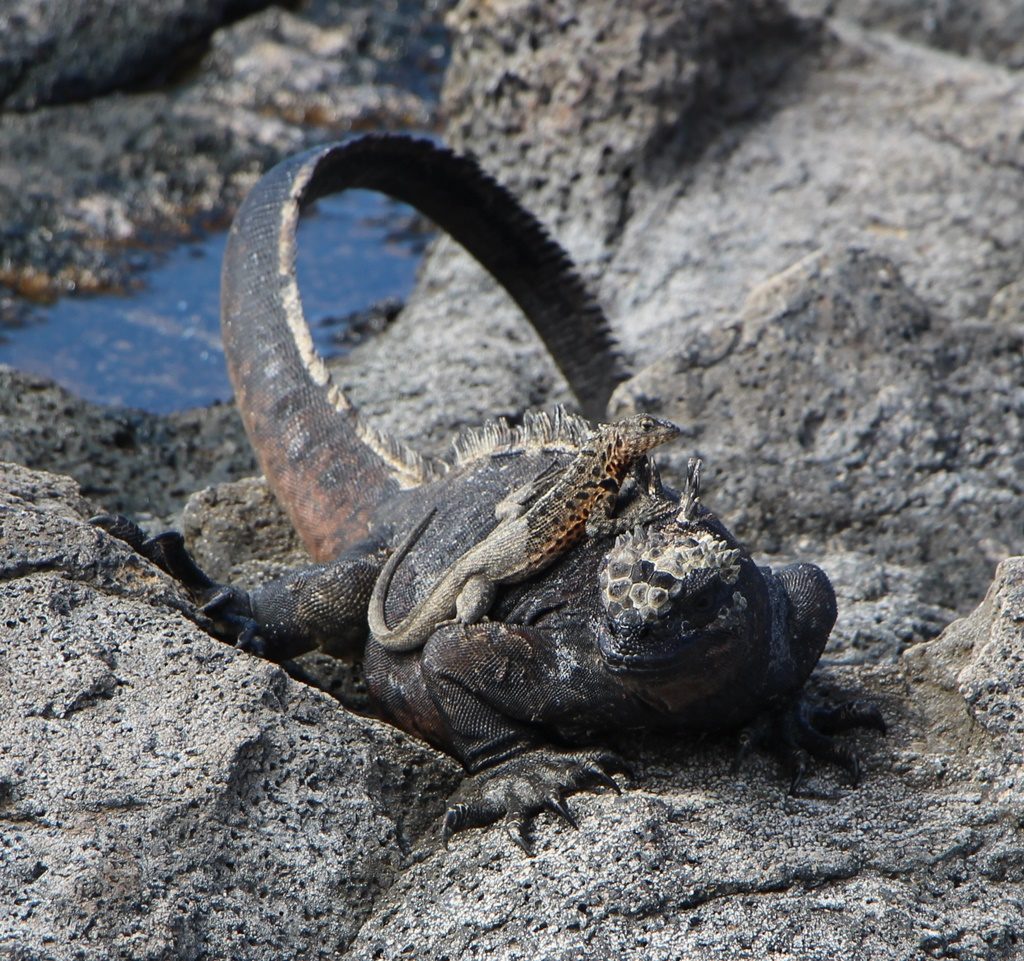 Iguana Marina mit Besuch auf dem Rücken