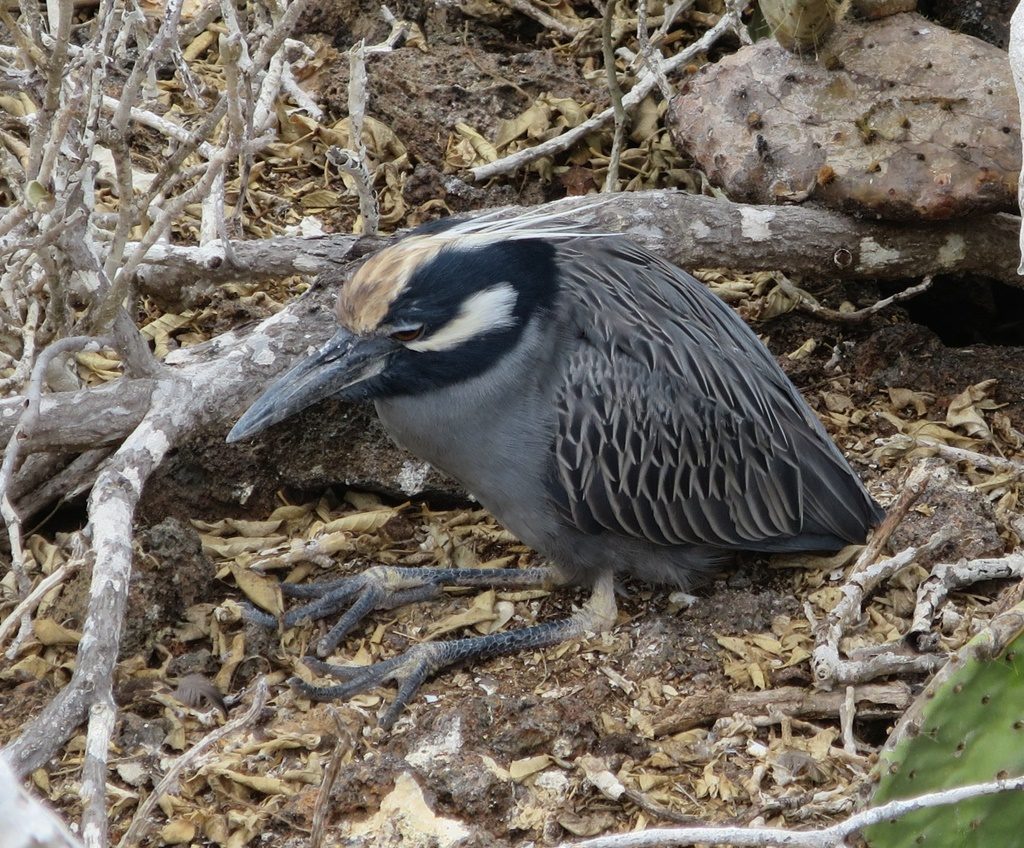 Miesepeter - Yellow-crowned Night Heron