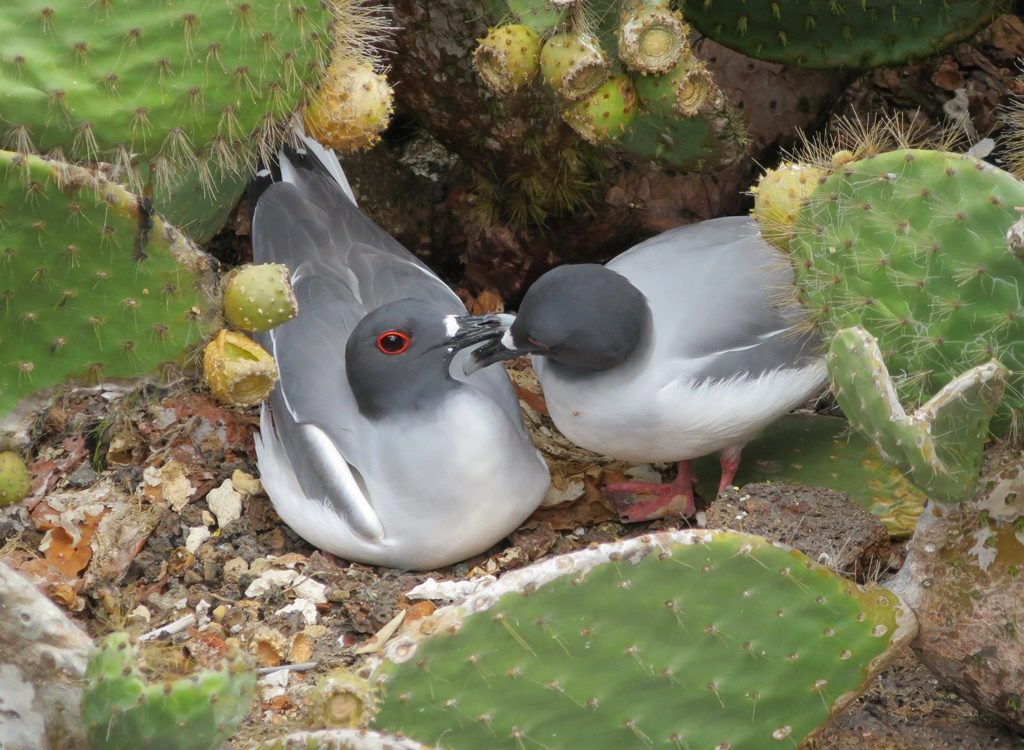 Swallow-tailed sea gull