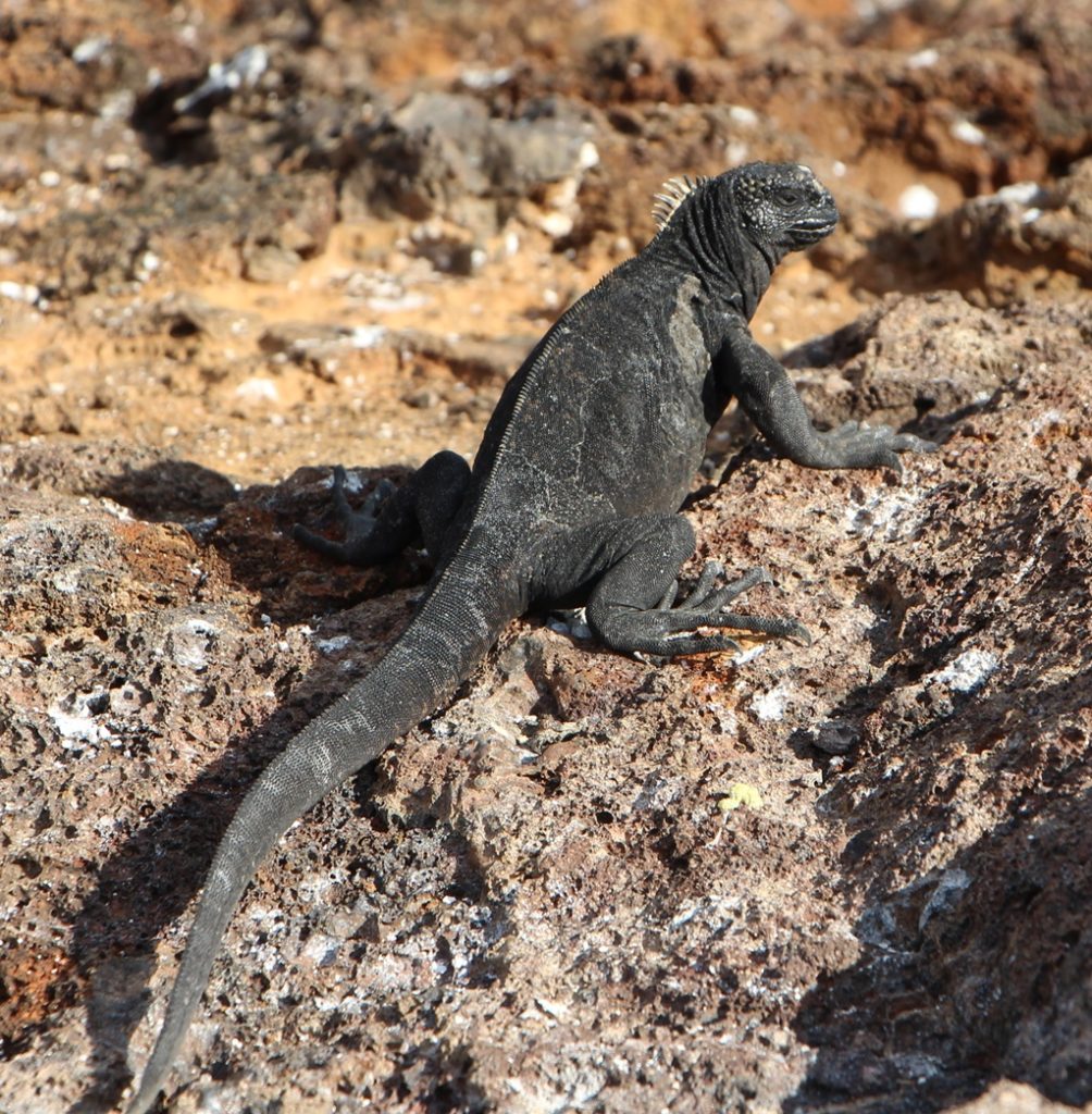 Iguana Marina