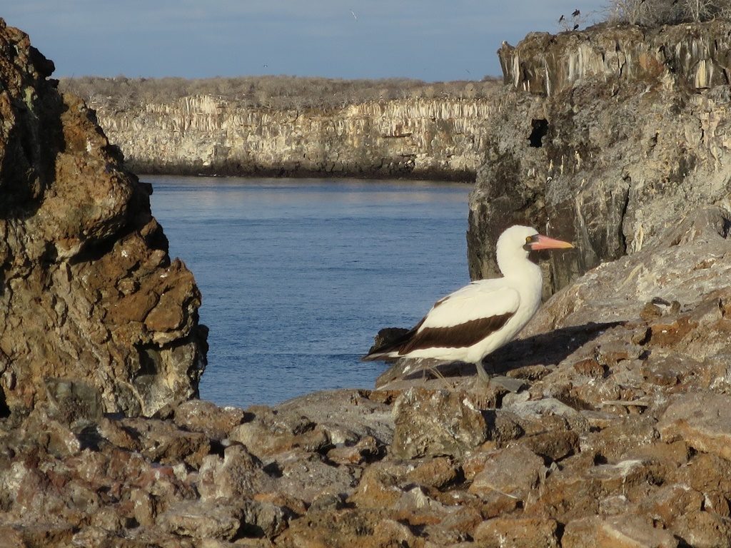 Insel Genovesa - Nazca Boobie