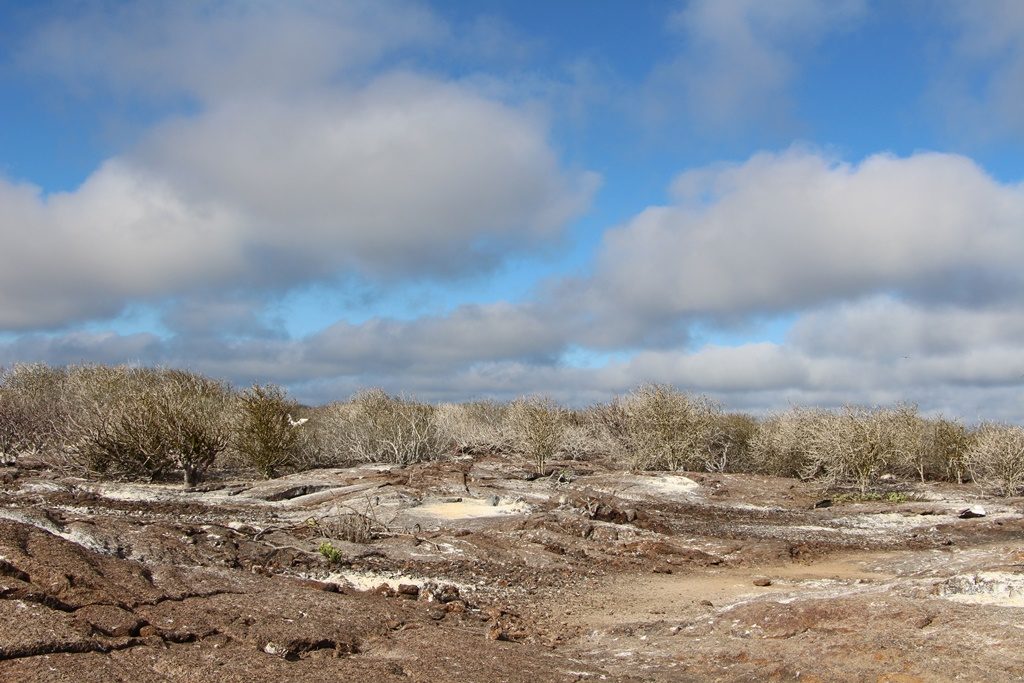 Palo Santo Forest - Insel Genovesa