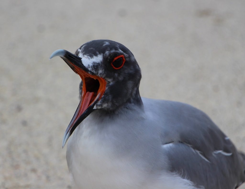 Swallow-tailed sea gull