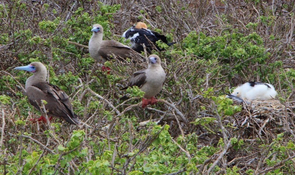 Red Footed Boobies