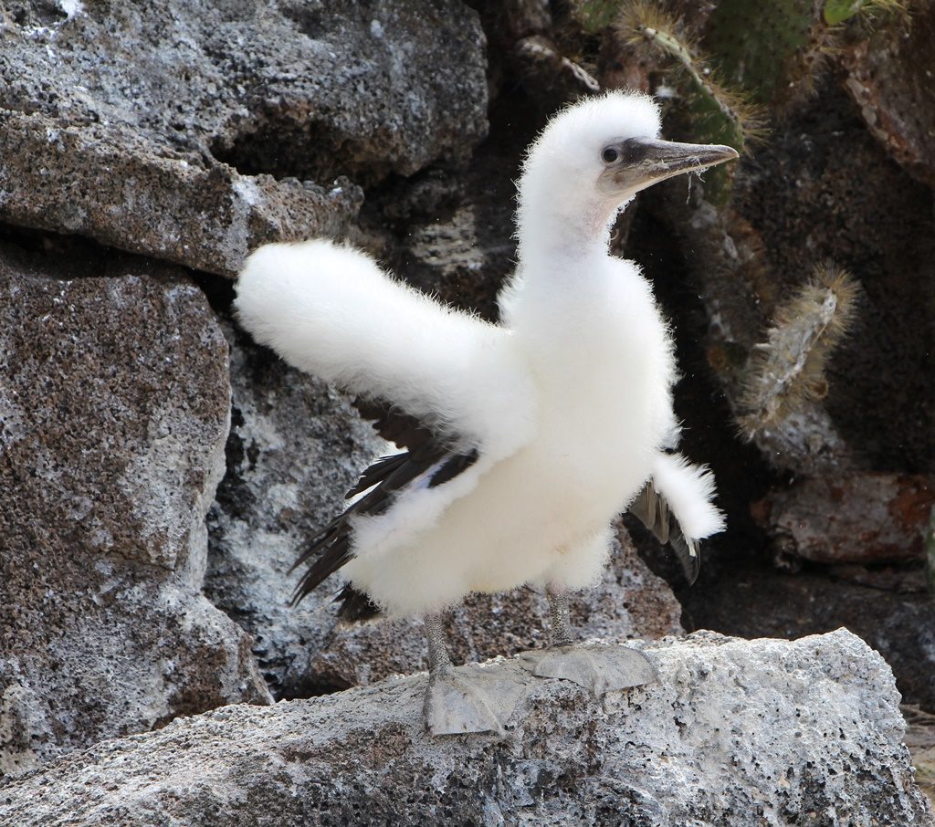 flauschiger, junger Nazca Boobie