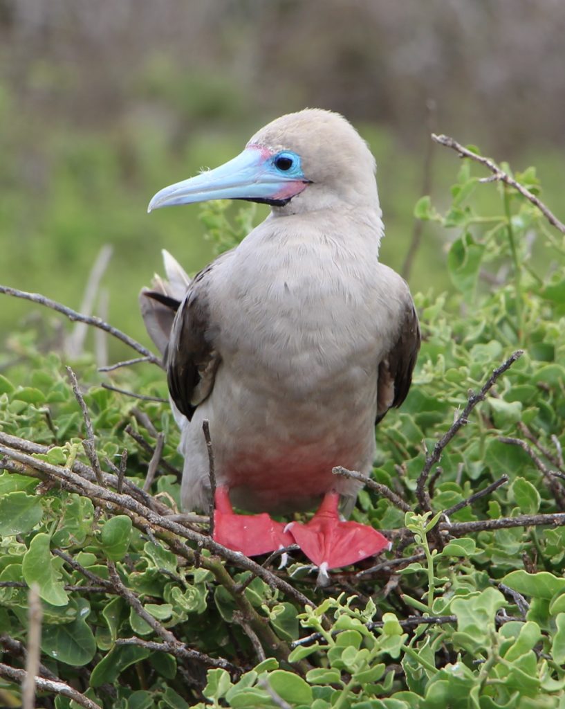 Red Footed Boobie