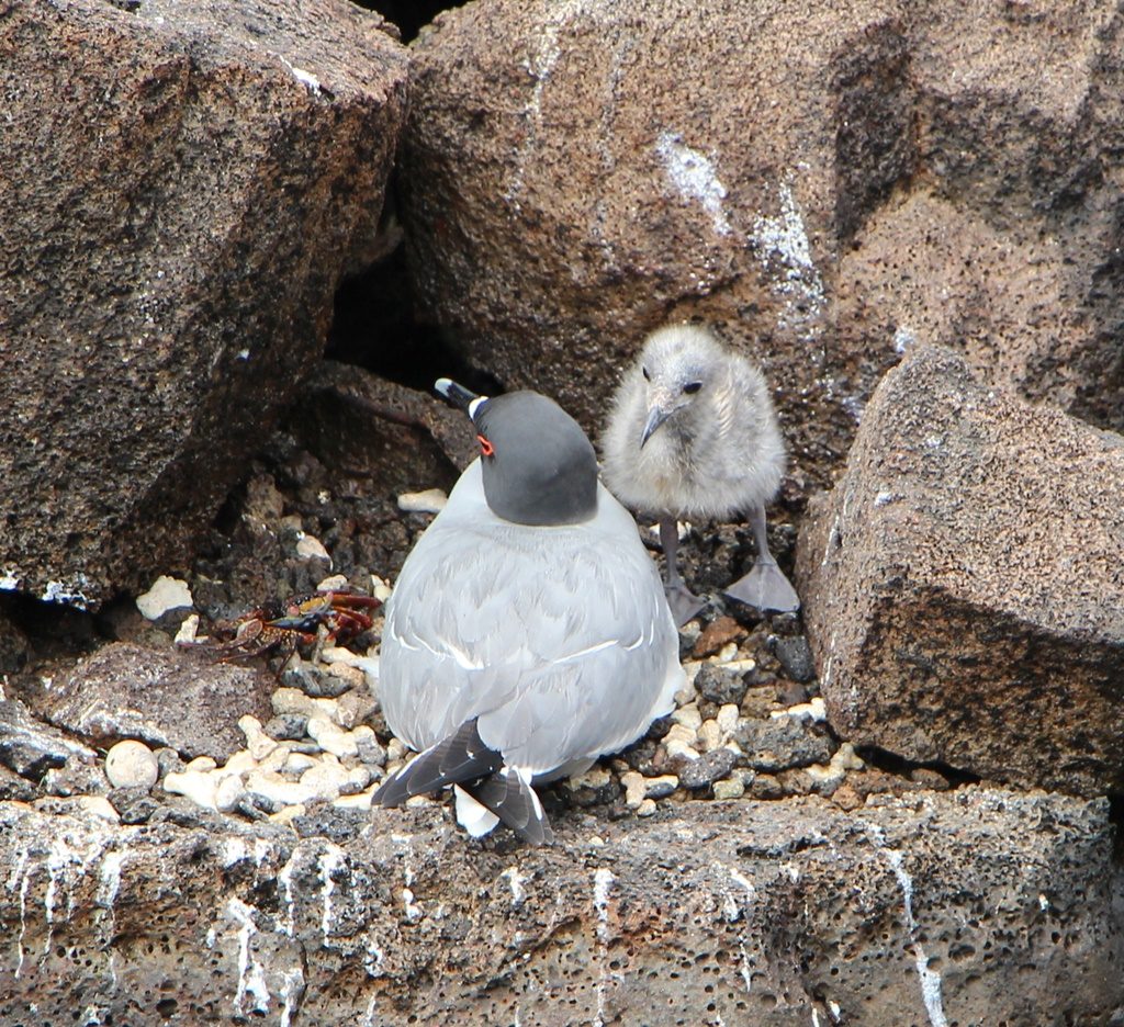 Swallow-tailed sea gull mit Jungtier