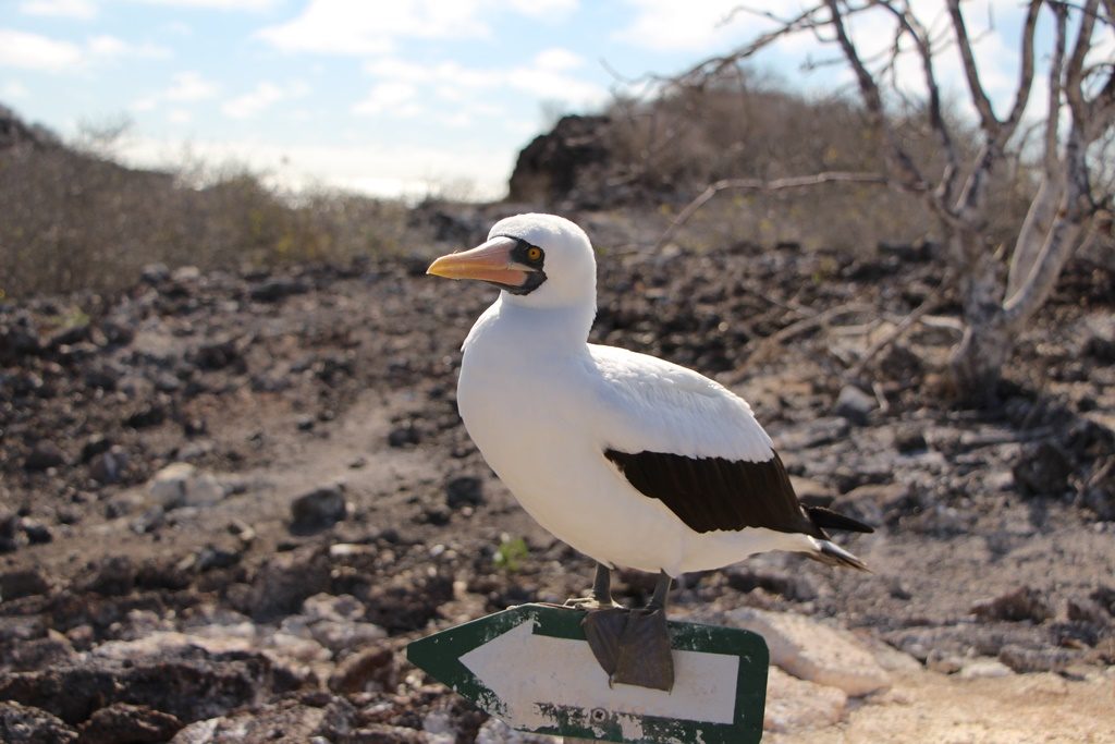 Nazca Boobie zeigt uns den Weg