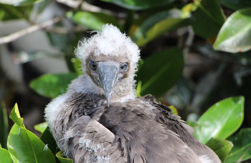 Red Footed Boobie Jungtier