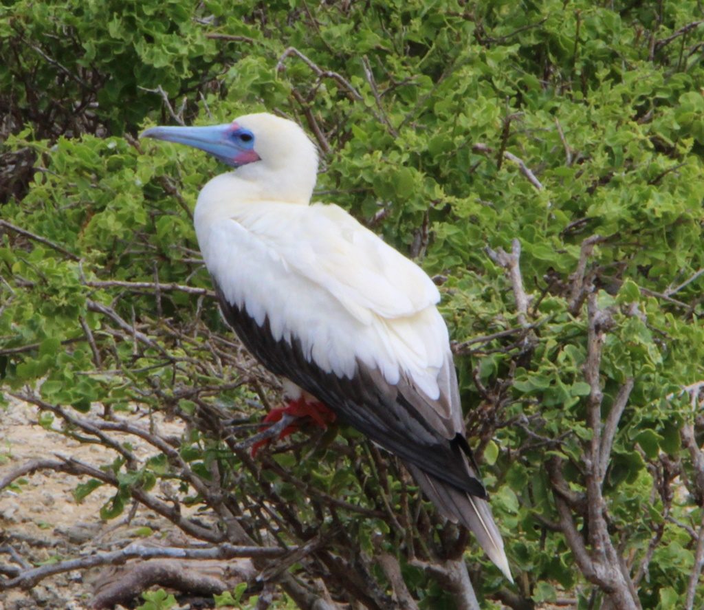 Red Footed Boobie