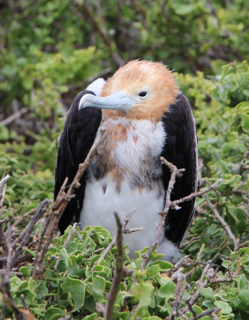 Junger Fregattvogel