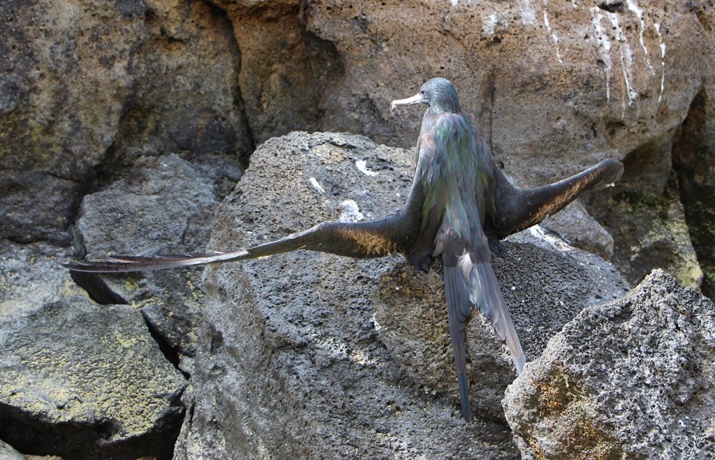 Grosser Fregattvogel beim Meditieren