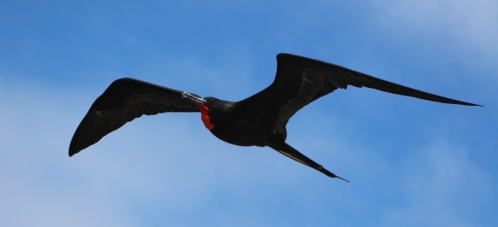 Flugkünstler in der Luft (Fregattvogel)