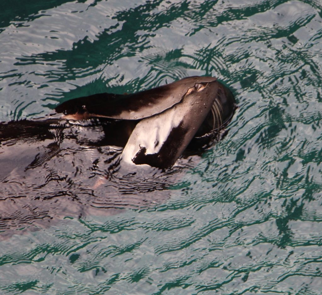 Seelöwe wäscht sich Gesicht oder versteckt er sich vor den Touristen?