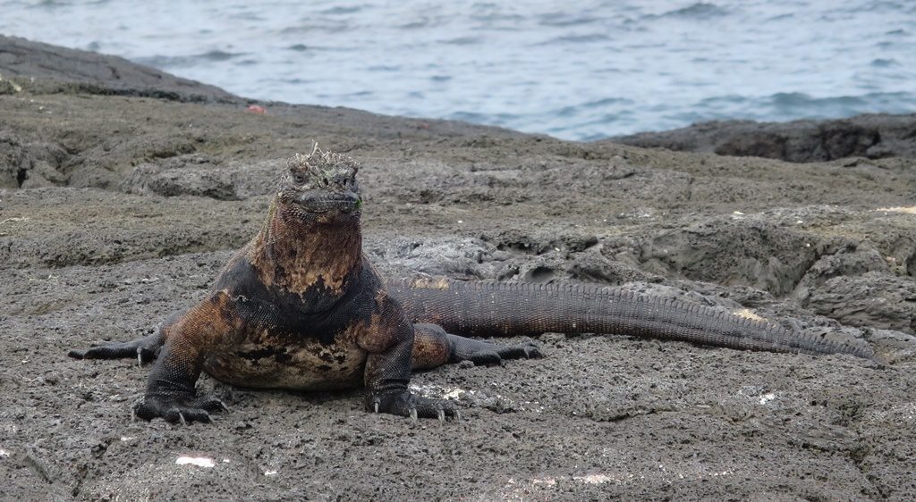 Iguana Marina