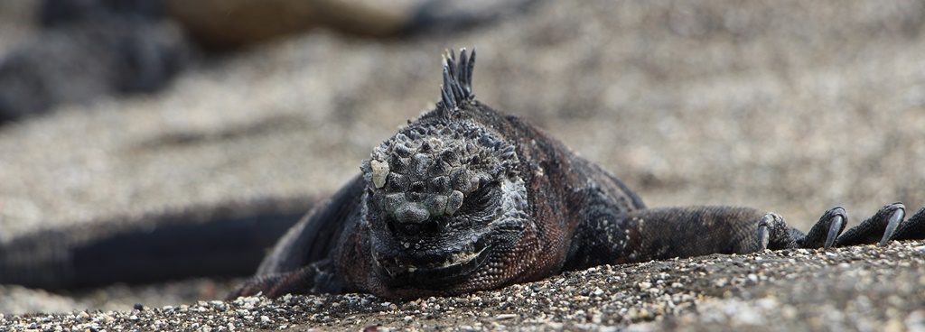 Iguana Marina