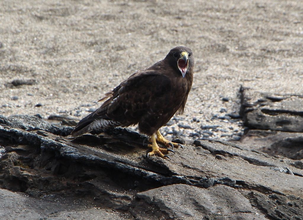 Galapagos Falke