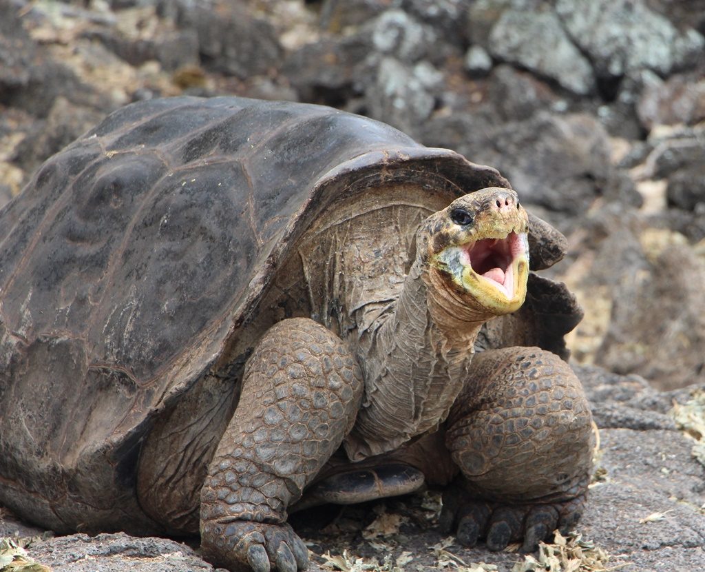 Riesen-Landschildkröte - Isla Santa Cruz 