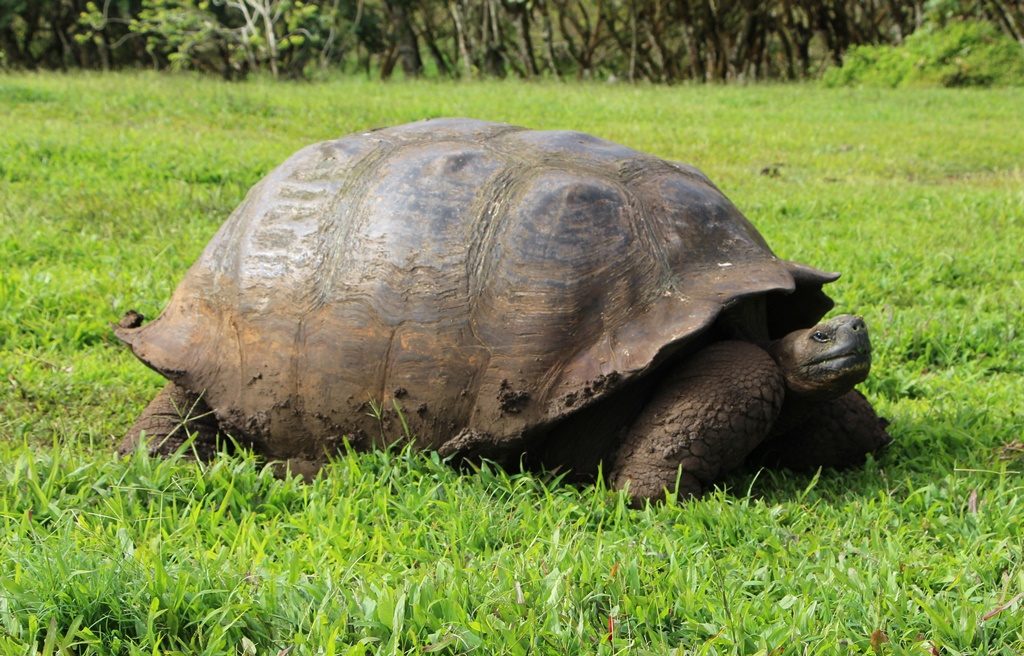 Riesen-Landschildkröte - Isla Santa Cruz 