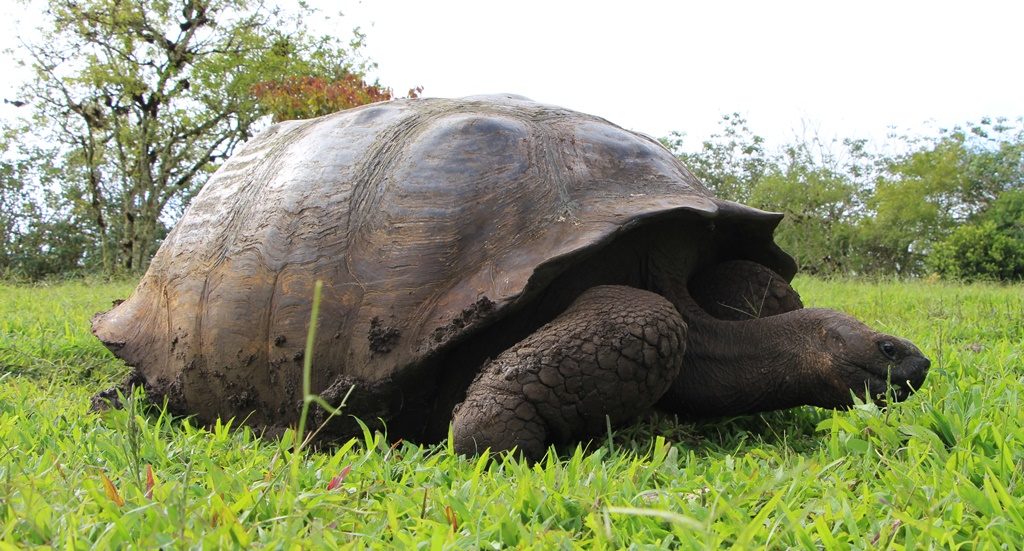 Riesen-Landschildkröte - Isla Santa Cruz  