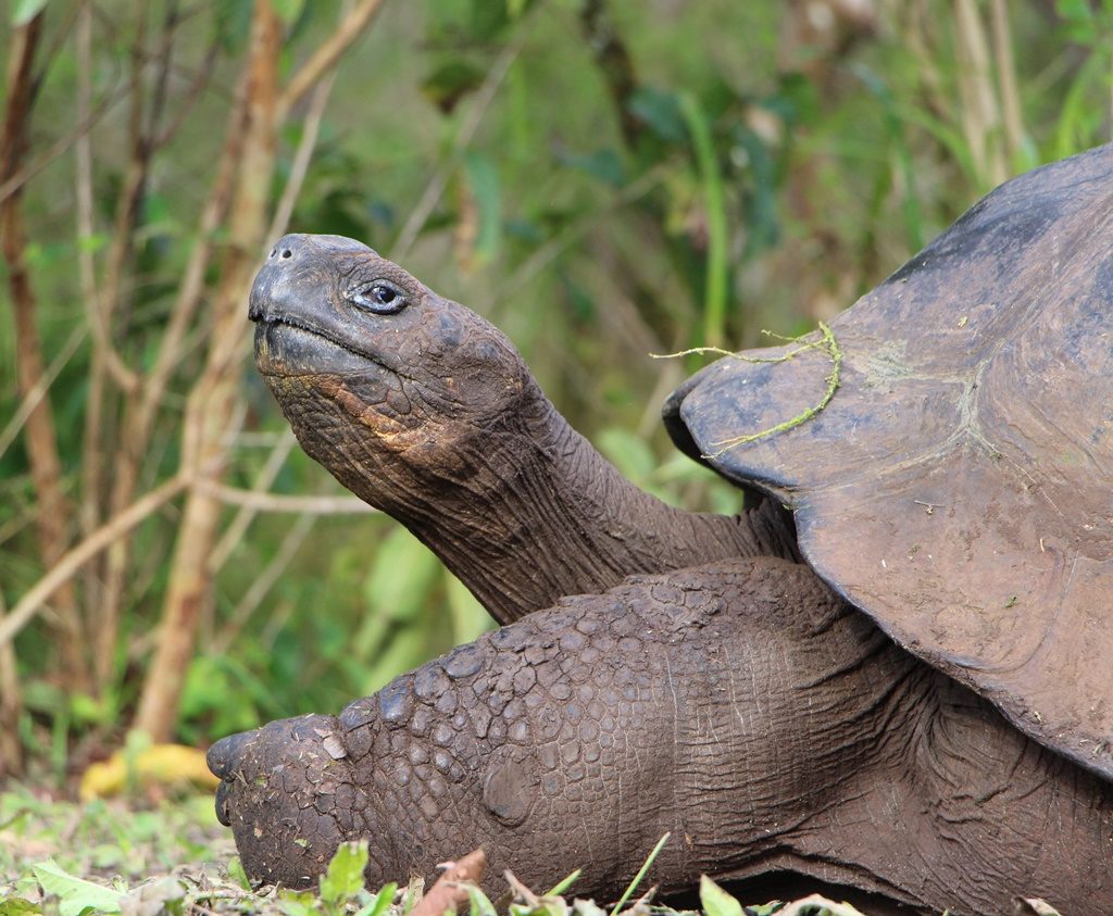 Riesen-Landschildkröte - Isla Santa Cruz 