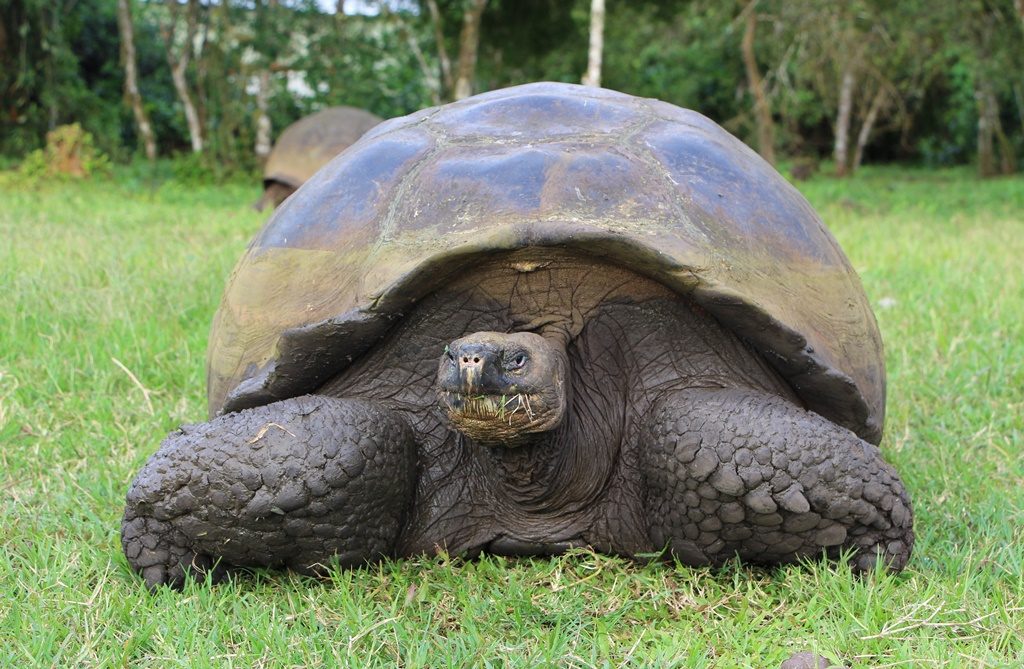 Riesen-Landschildkröte - Isla Santa Cruz 