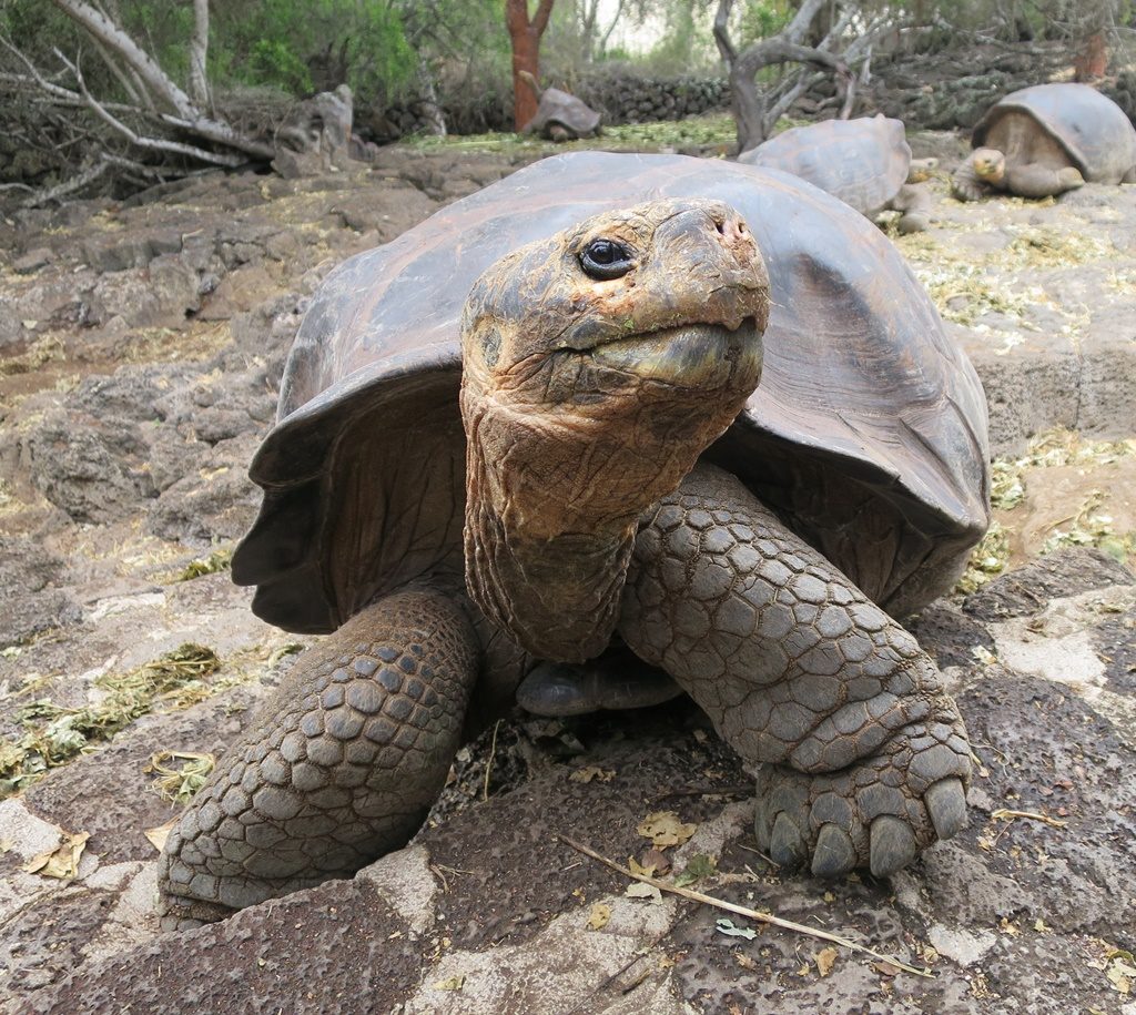 Riesen-Landschildkröte - Isla Santa Cruz 