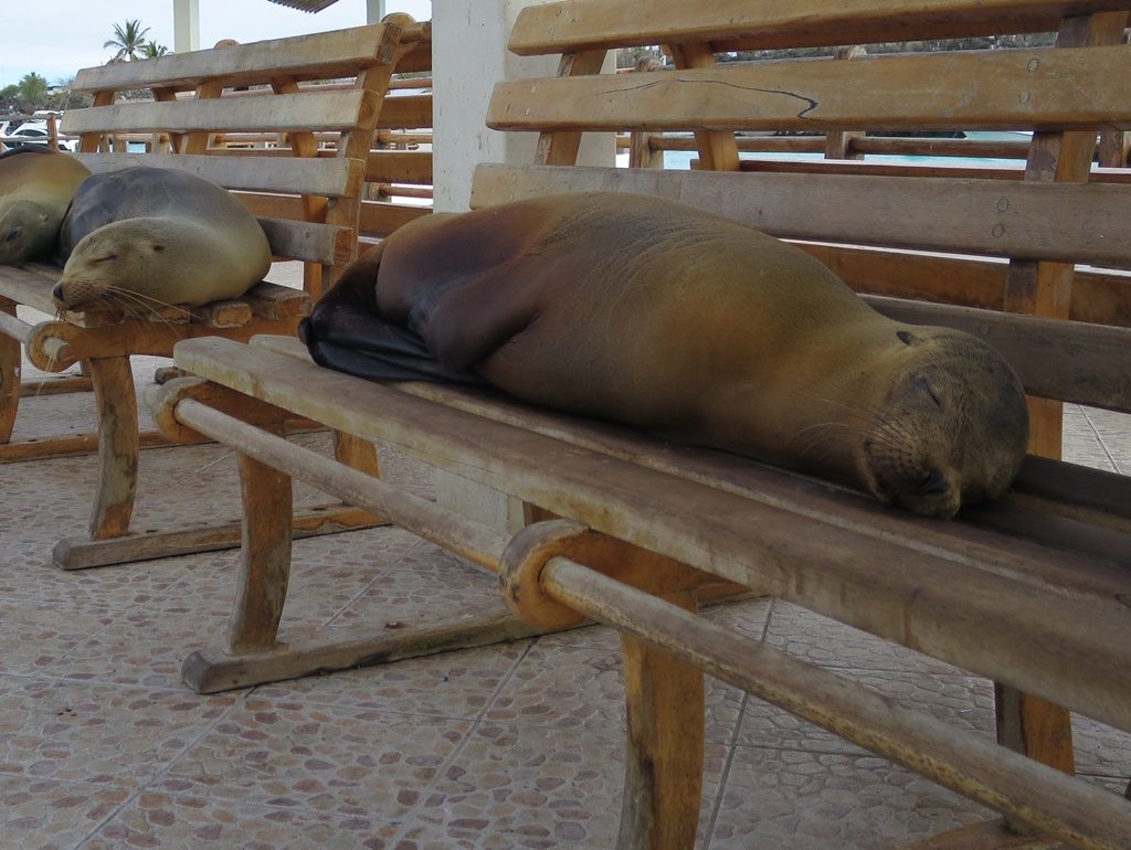 schlafende Seelöwen am Pier