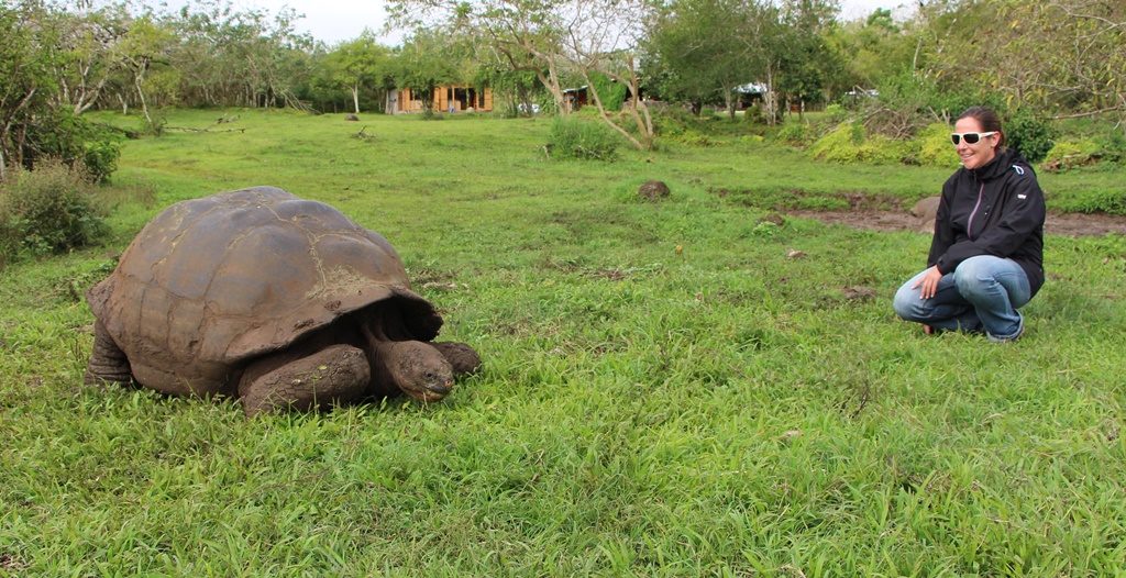 Riesen-Landschildkröte - Isla Santa Cruz 