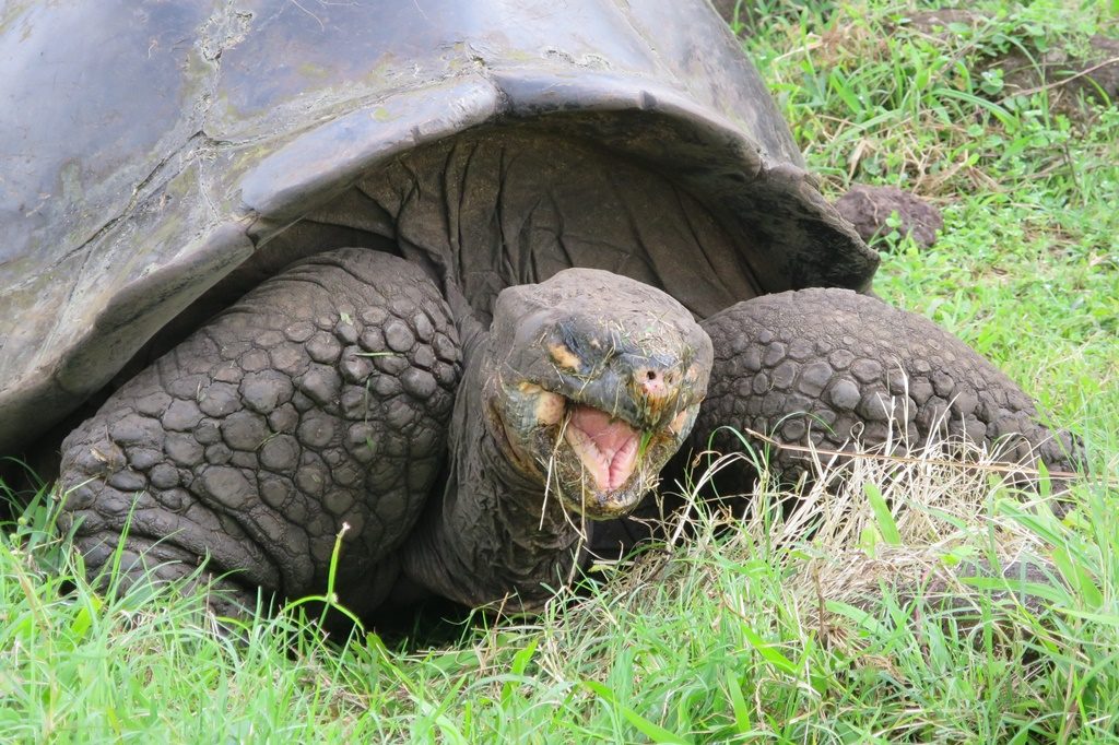 Riesen-Landschildkröte - Isla Santa Cruz 