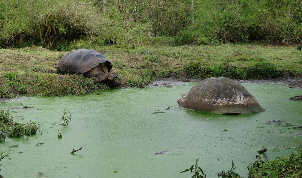 Riesen-Landschildkröte - Isla Santa Cruz 