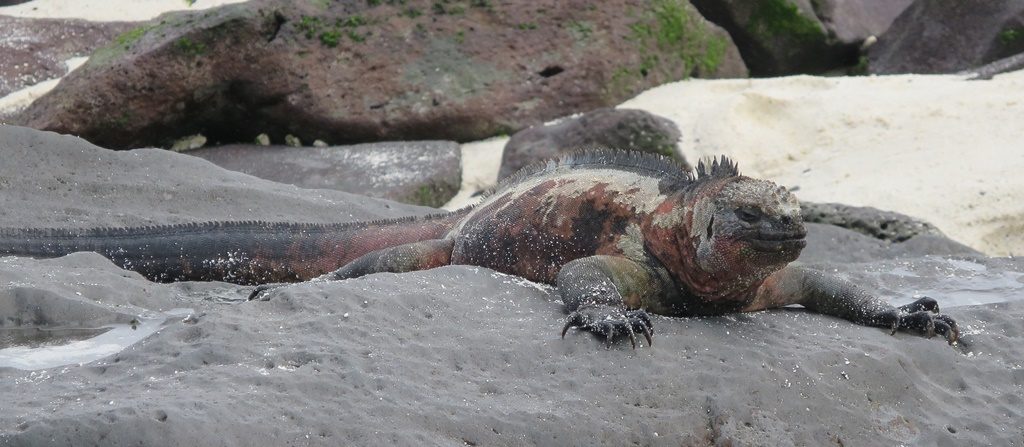 Iguana Marina