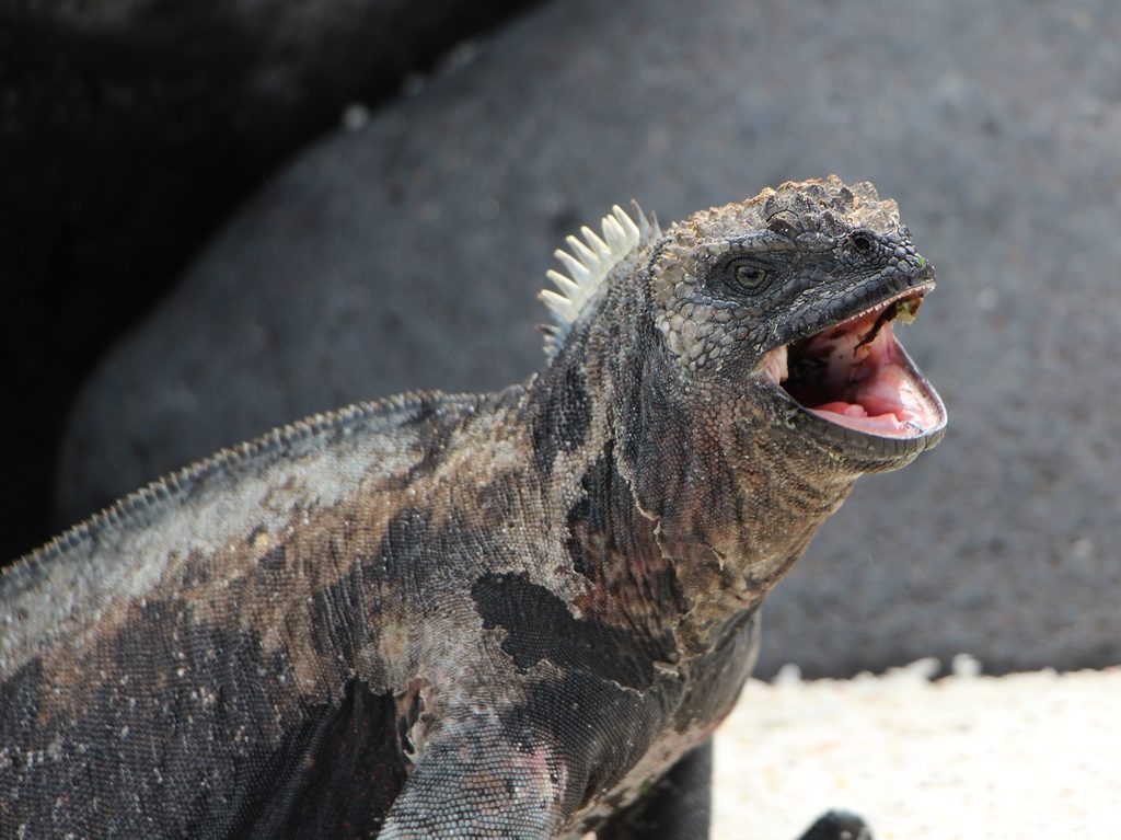 Iguana Marina