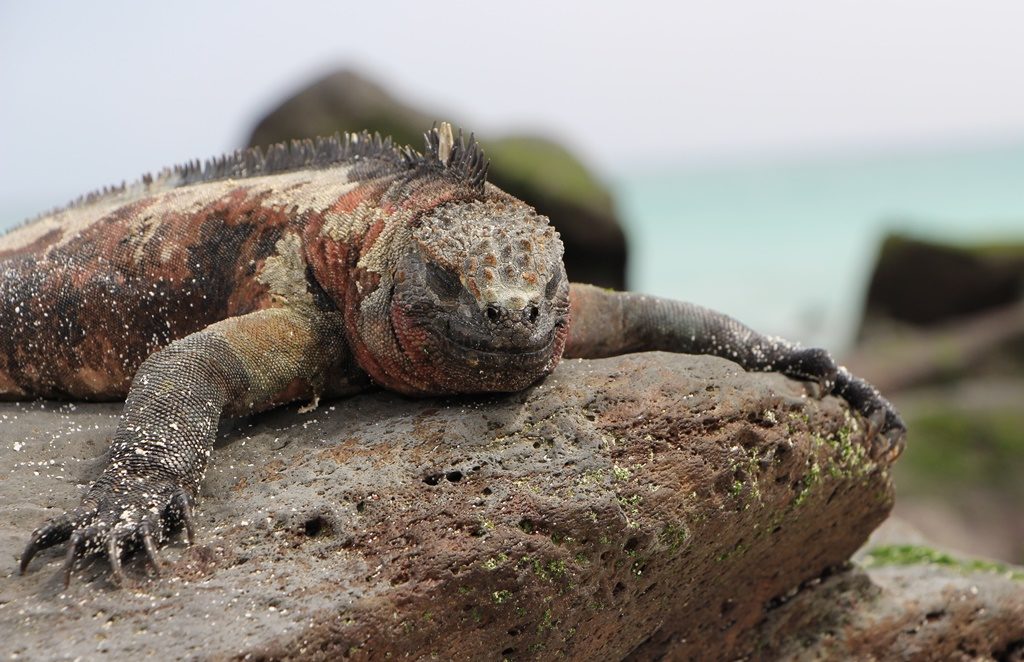 Iguana Marina