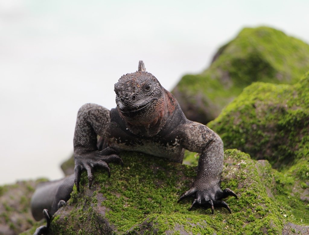 Iguana Marina