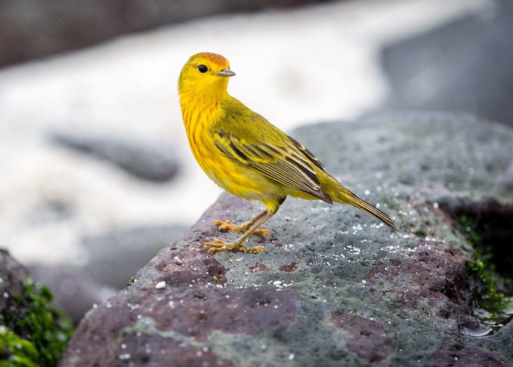 Fotobomber - Yellow Warbler