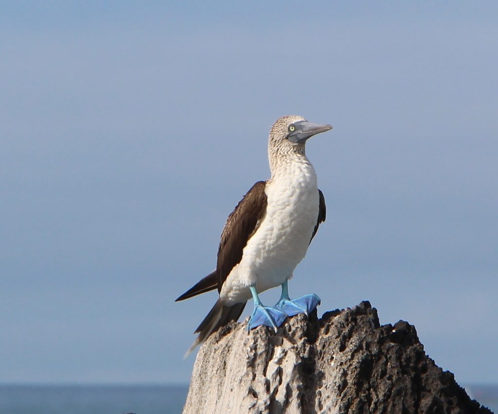 Blue Footed Boobie