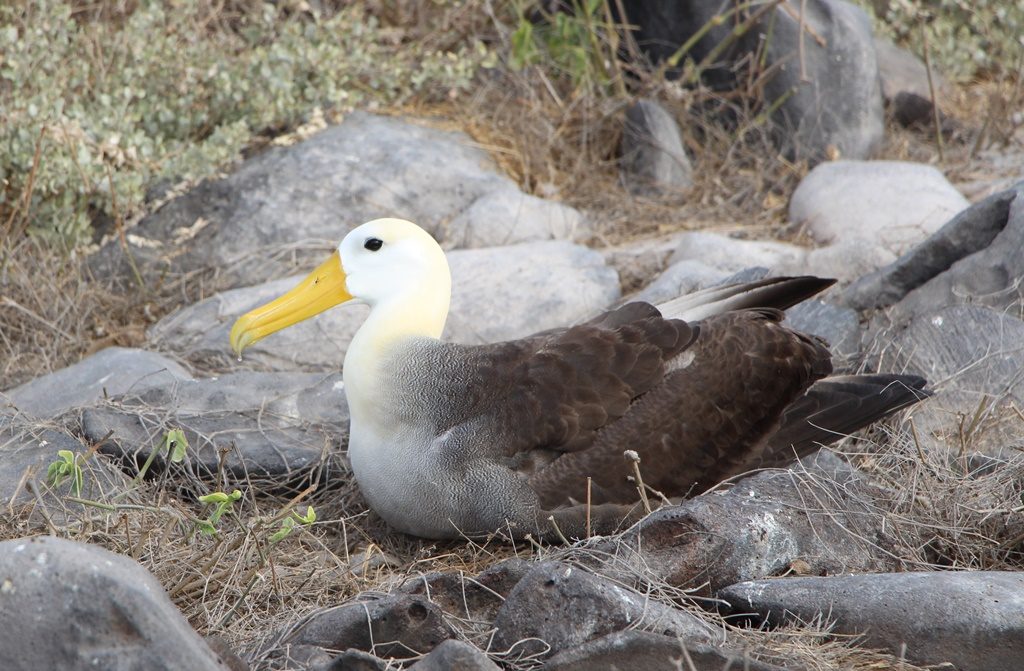 Albatros