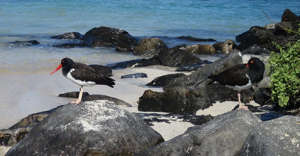 American Oystercatcher